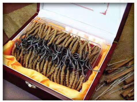 麒麟冬虫夏草回收